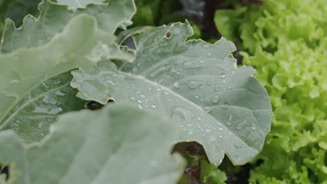 tiro de cerca en cámara lenta de una planta de brócoli moviéndose en el viento