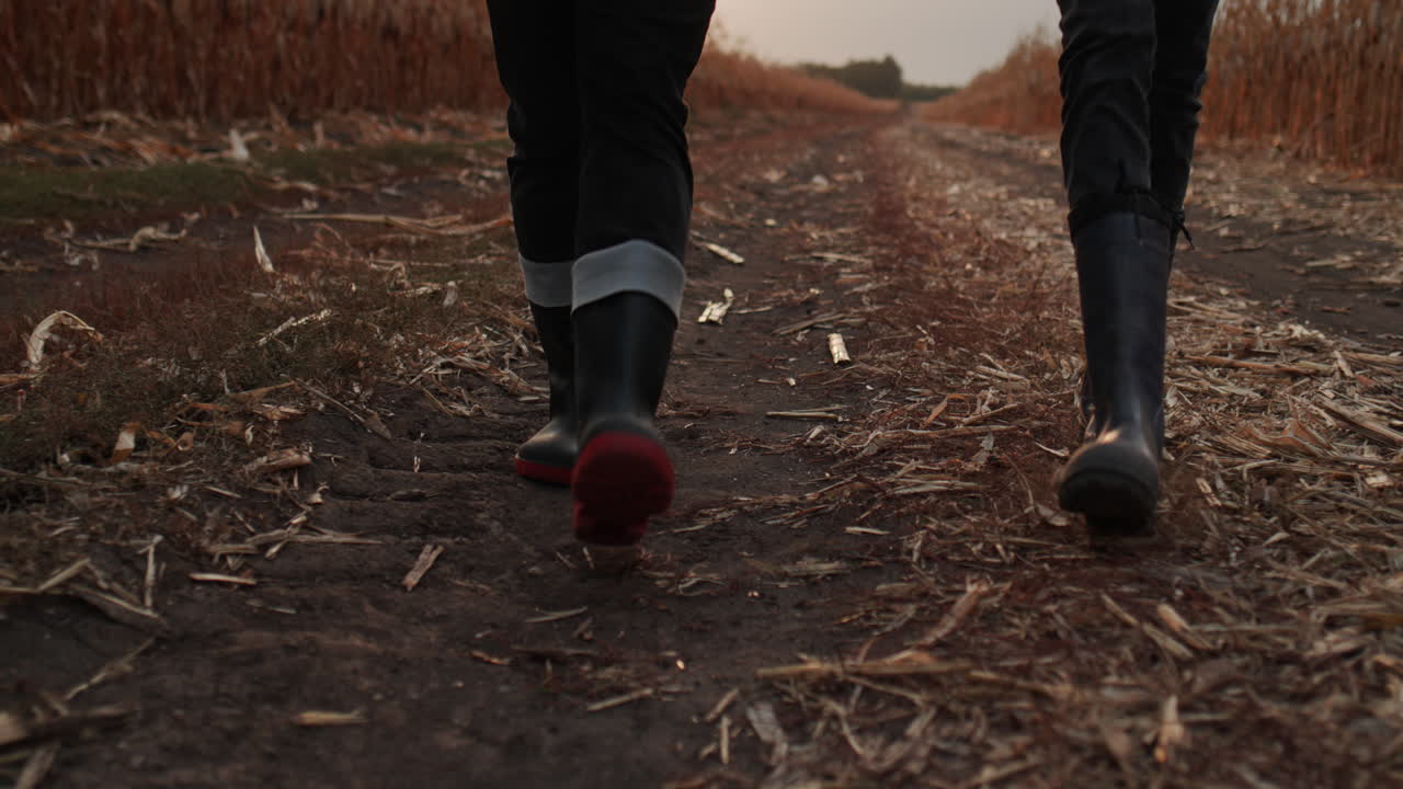 dos granjeros con botas caminan entre campos de maíz