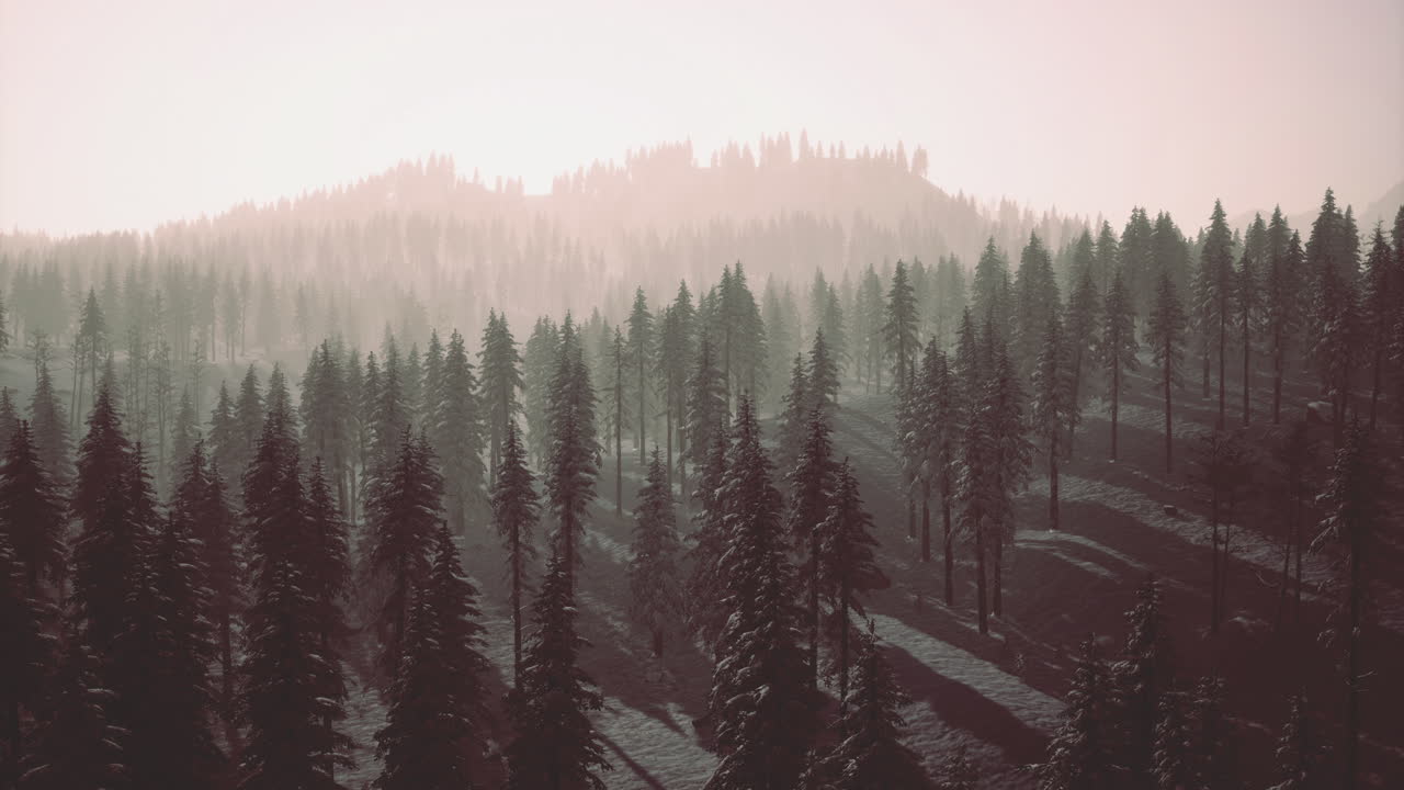 Snowy forest landscape at dawn with mist and tall trees