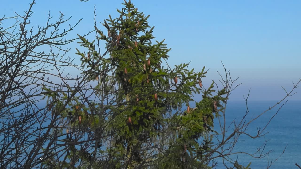 Gorgeous view of blue and white colored Baltic sea ocean that is frozen during winter time and viewed through a green pine tree with cones and leafless trees on Tabasalu cliff bank at winter time.