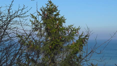 gorgeous view of blue and white colored baltic sea ocean that is frozen during winter time and viewed through a green pine tree with cones and leafless trees on tabasalu cliff bank at winter time.