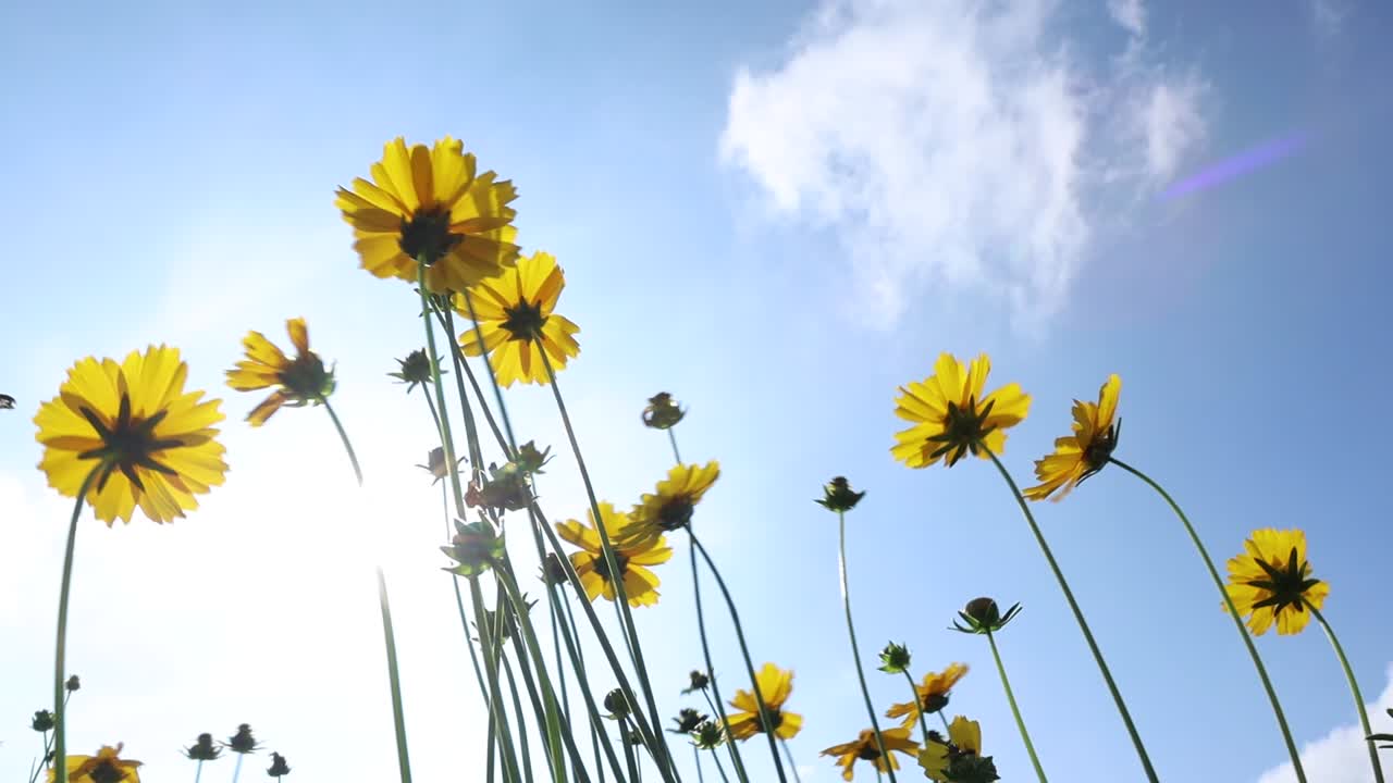 햇빛과 푸른 하늘 아래 바람에 흔들리는 노란 카모마일 꽃의 낮은 각도
