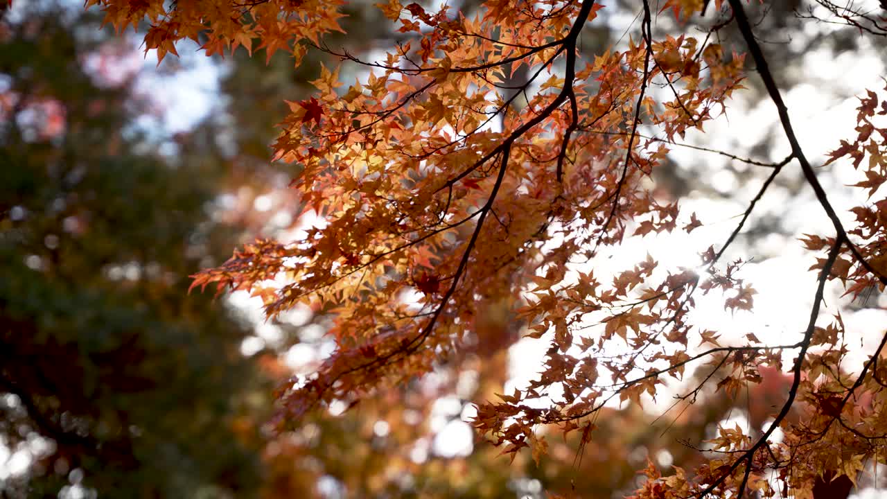 Sunlight filters through swaying orange autumn leaves on a maple tree branch in Japan