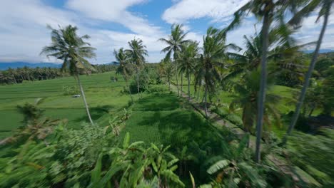 fast fpv drone shot over palm trees to follow a motor cycle on a road in bali