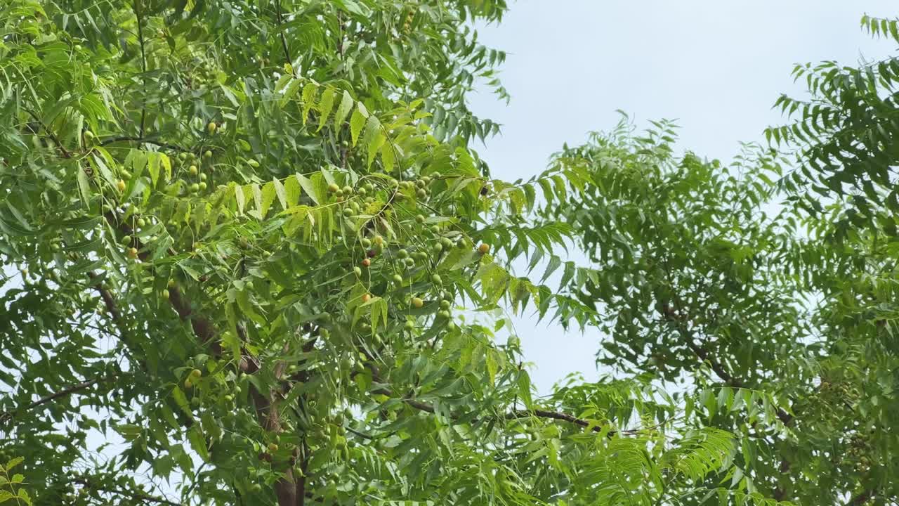Closeup of the fruit of the neem tree (Azadirachta indica), also known as Nimboli in Hindi, is a smooth, olive-shaped drupe