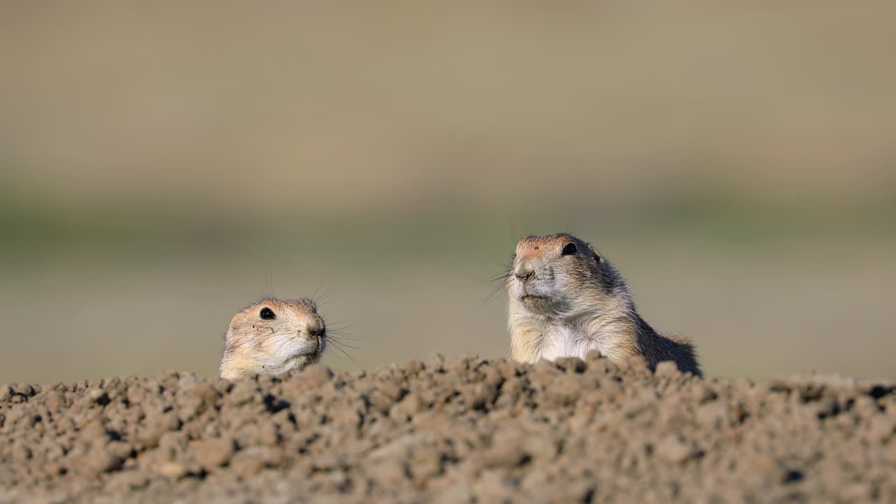 Two wild Black Tailed Prairie Dogs cautiously look out from behind dirt hill