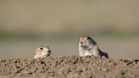 two wild black tailed prairie dogs cautiously look out from behind dirt hill