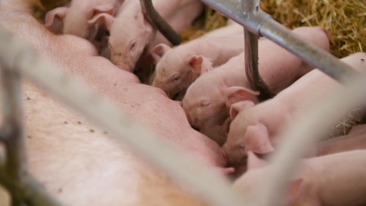 가축 농장의 돼지 돼지 사육 마구간에서 어린 새끼 돼지 4