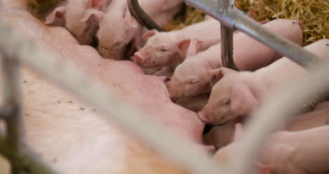 pigs on livestock farm pig farming young piglets at stable 4