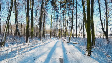 Forward-walk-over-snowy-forest-path-with-trees-during-sunny-day-in-nature