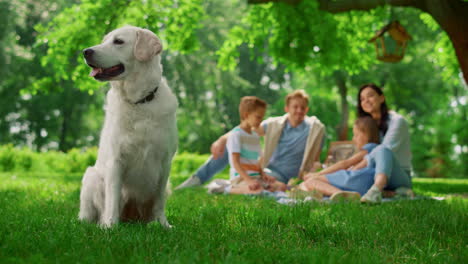 perro alegre sentado cerca de un picnic familiar. labrador feliz en la naturaleza de cerca.