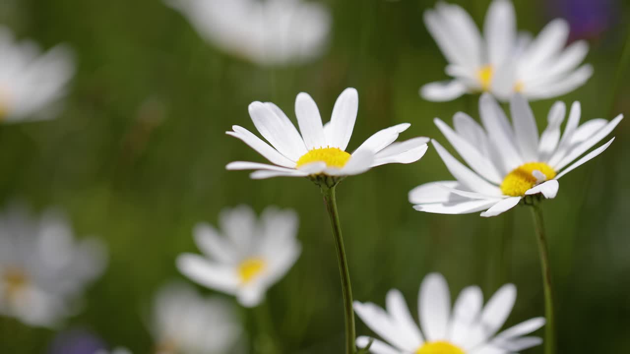 Sfondo astratto di fiori alpini di camomilla