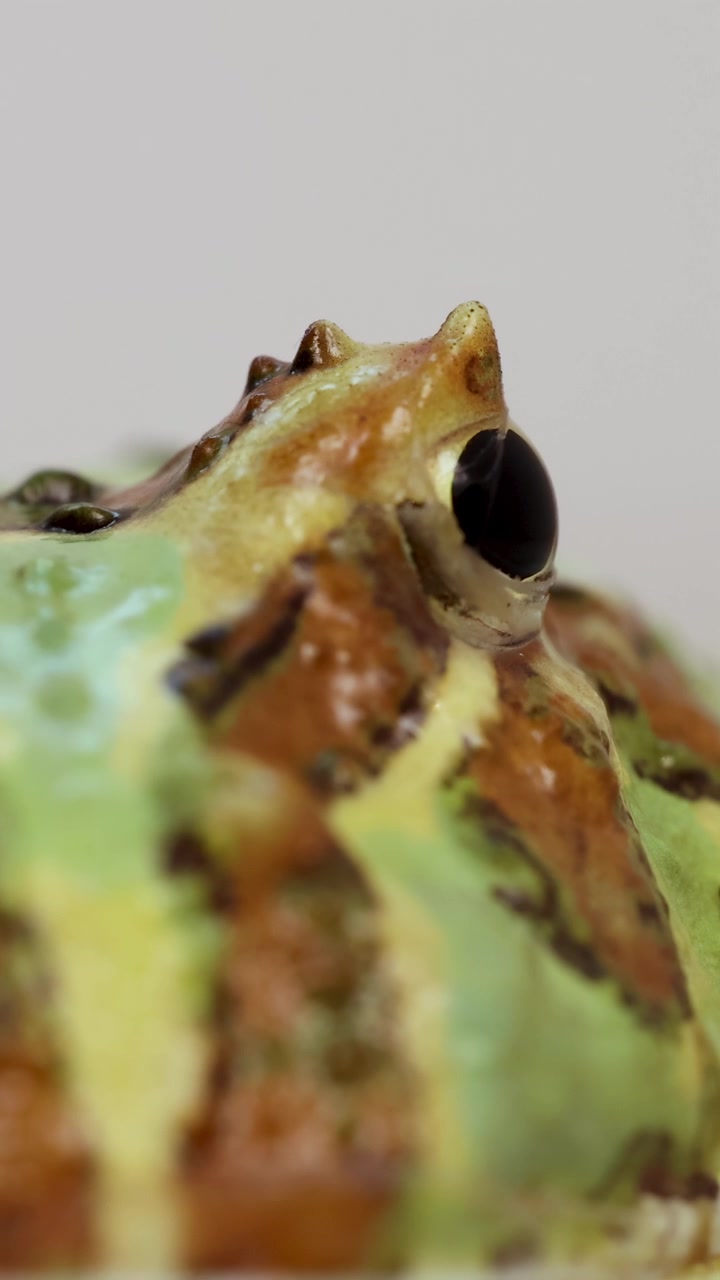Movimientos sutiles de una rana cornuda en primer plano