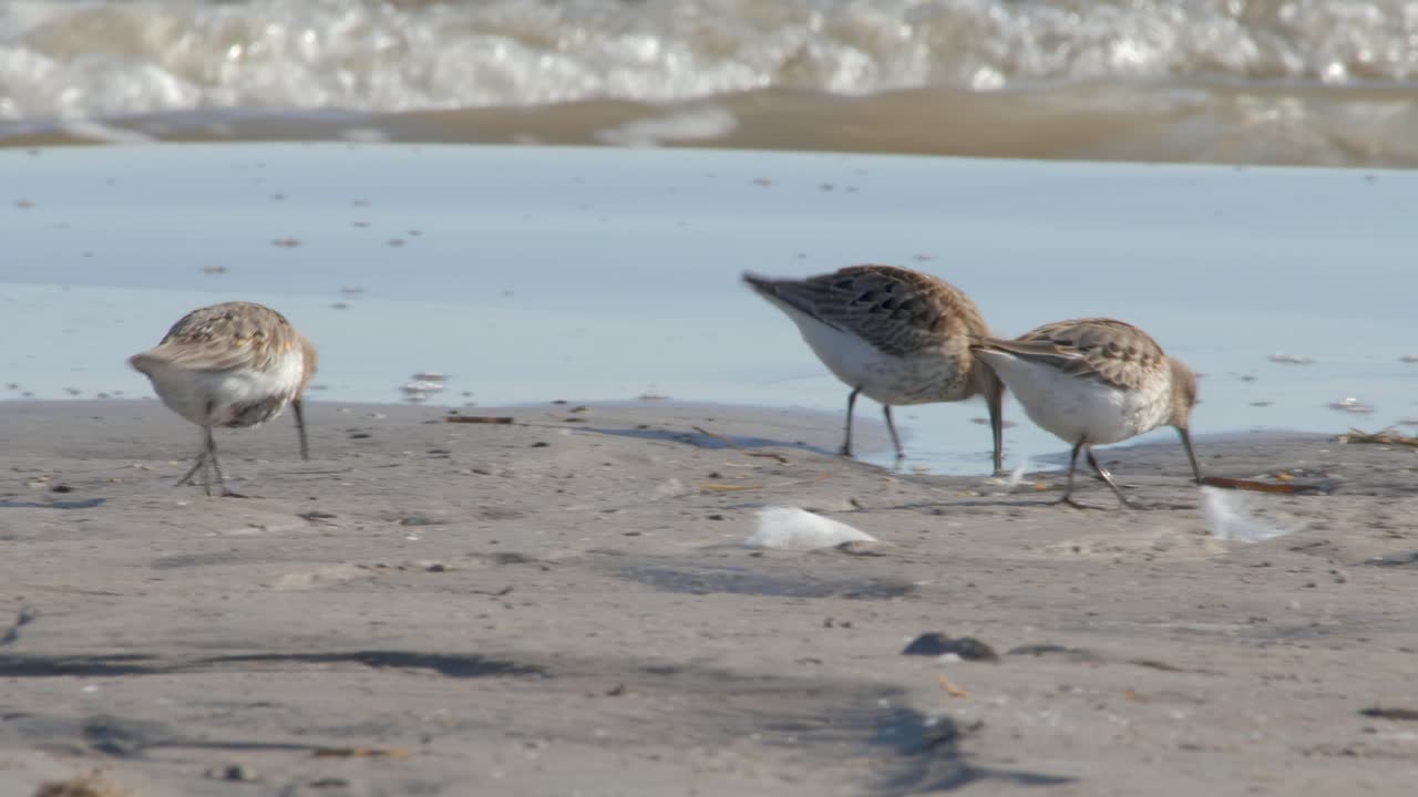 Two Dunlins on a Sandy Beach