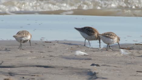 two dunlins on a sandy beach