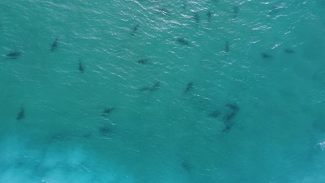 A-lot-of-dusky-sharks-in-clear-blue-water---birds-eye,-aerial-view