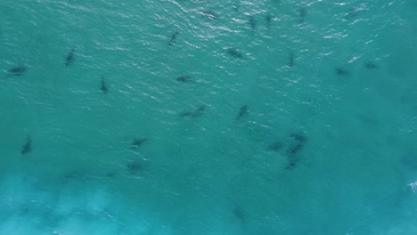 muchos tiburones oscuros en agua azul clara - ojo de pájaro, vista aérea