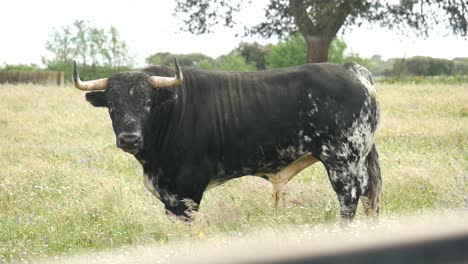 shot of an angry bull on a field