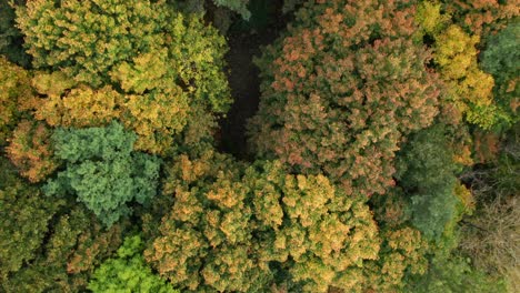 Antenne:-Top-Down-Aufnahme-Von-Bäumen,-Die-In-Der-Herbstsaison-An-Einem-Bewölkten-Tag-Im-Wind-Wehen