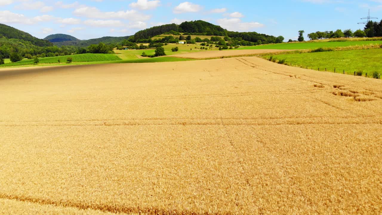 황금빛으로 익은 보리밭 위를 날다