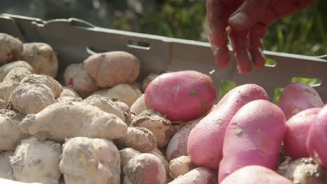 slow motion, different varieties of potato are added to the crate