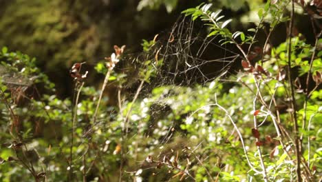 Thin-spider-web-moving-gently-by-wind-in-summer-forest