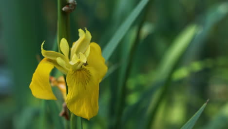 yellow iris flower