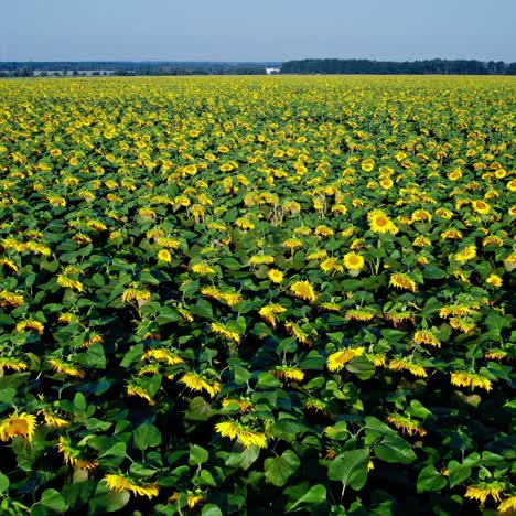 vast sunflower field