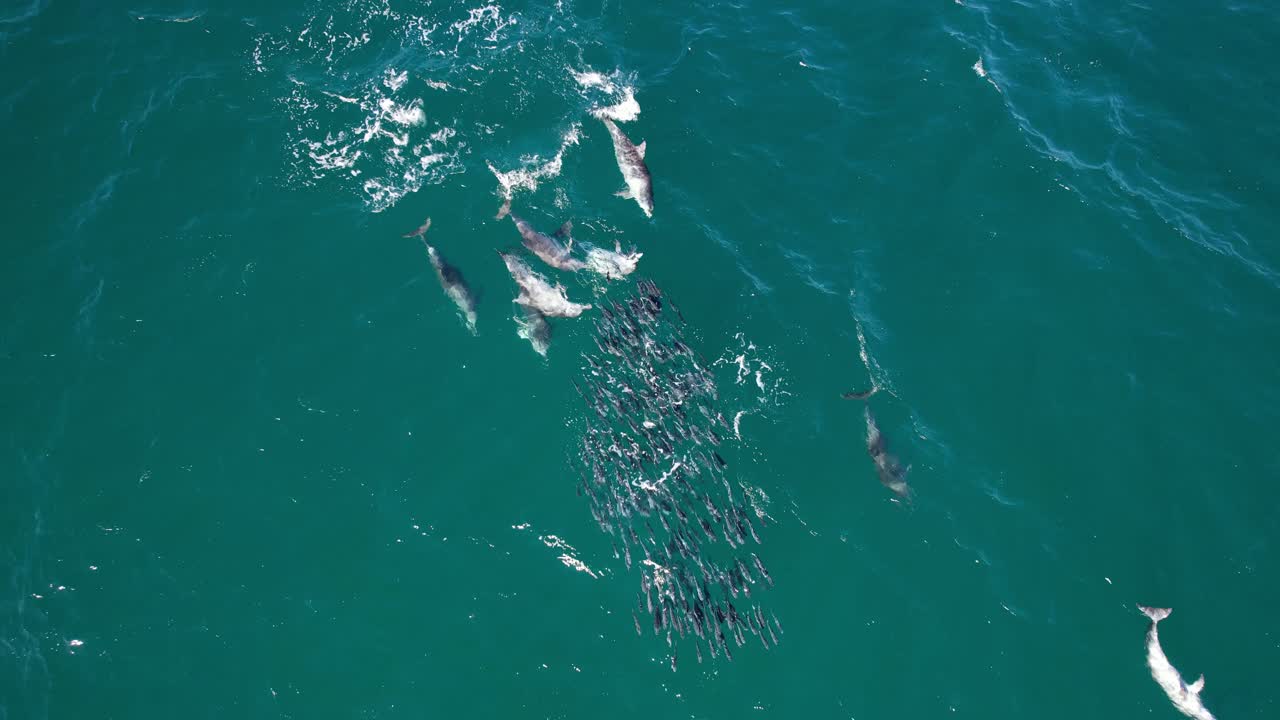 오스트레일리아 의 뉴 사우스 웨일스 에서 사냥 하고 있는 바구니 코 돌고래 - 공중 사진