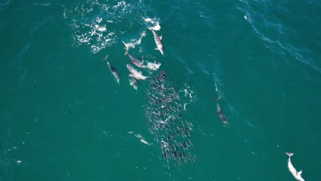 bottlenose dolphins hunting in new south wales, australia - aerial shot