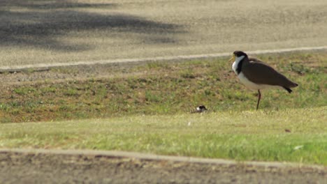 masked lapwing plover and baby chick standing walking on grass by road