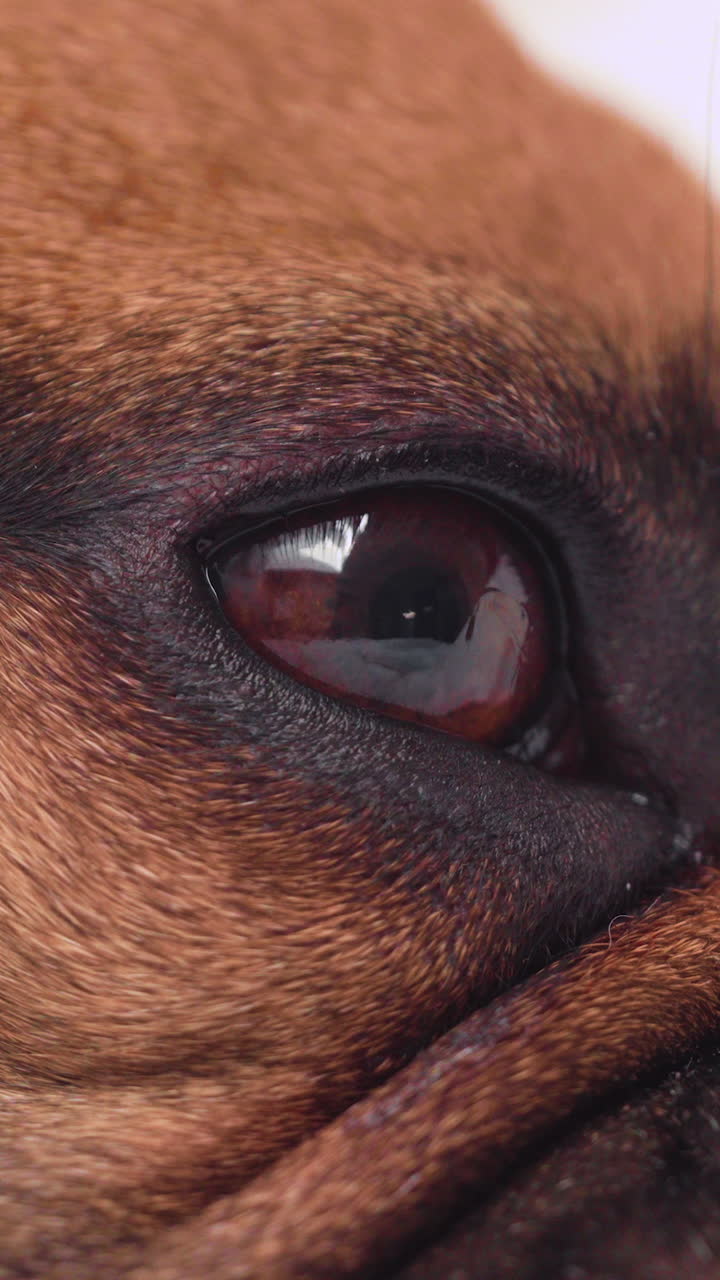 Una visualizzazione dettagliata dell'occhio di un cane e della pelliccia circostante. Ideale per contenuti sulla cura degli animali domestici, documentari sugli animali e formazione veterinaria