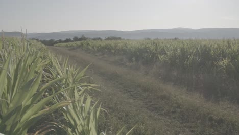 cornfield in franconia with fichtelgebirge in the background + dirt road - 7 - log footage