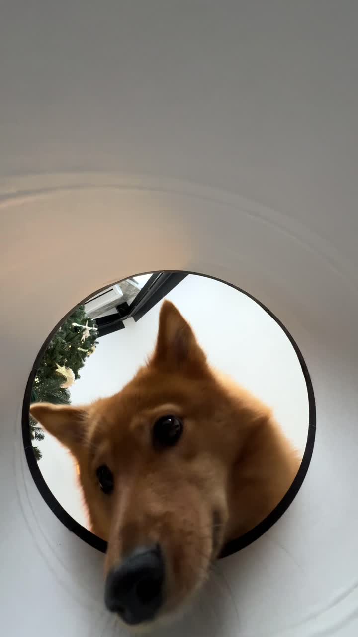 개가 컨테이너의 구을 통해 내려다보고 있습니다.