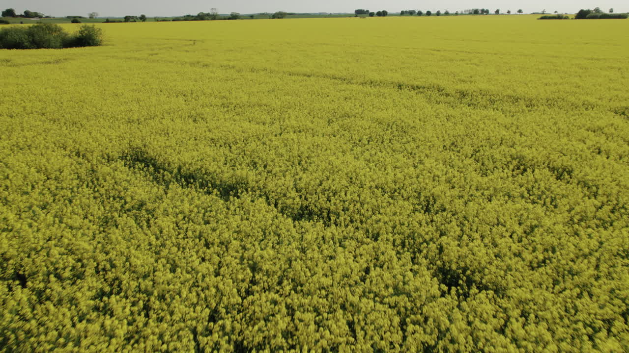 drone moviéndose lentamente sobre un campo de canola de semillas de colza en suecia, antena