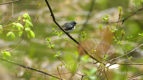 black-throated blue warbler perched on small branch of bush, looking around