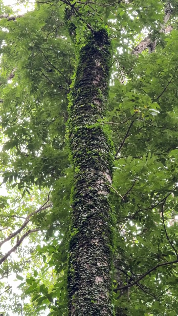 Tronco d'albero coperto d'edera in una lussureggiante foresta verde