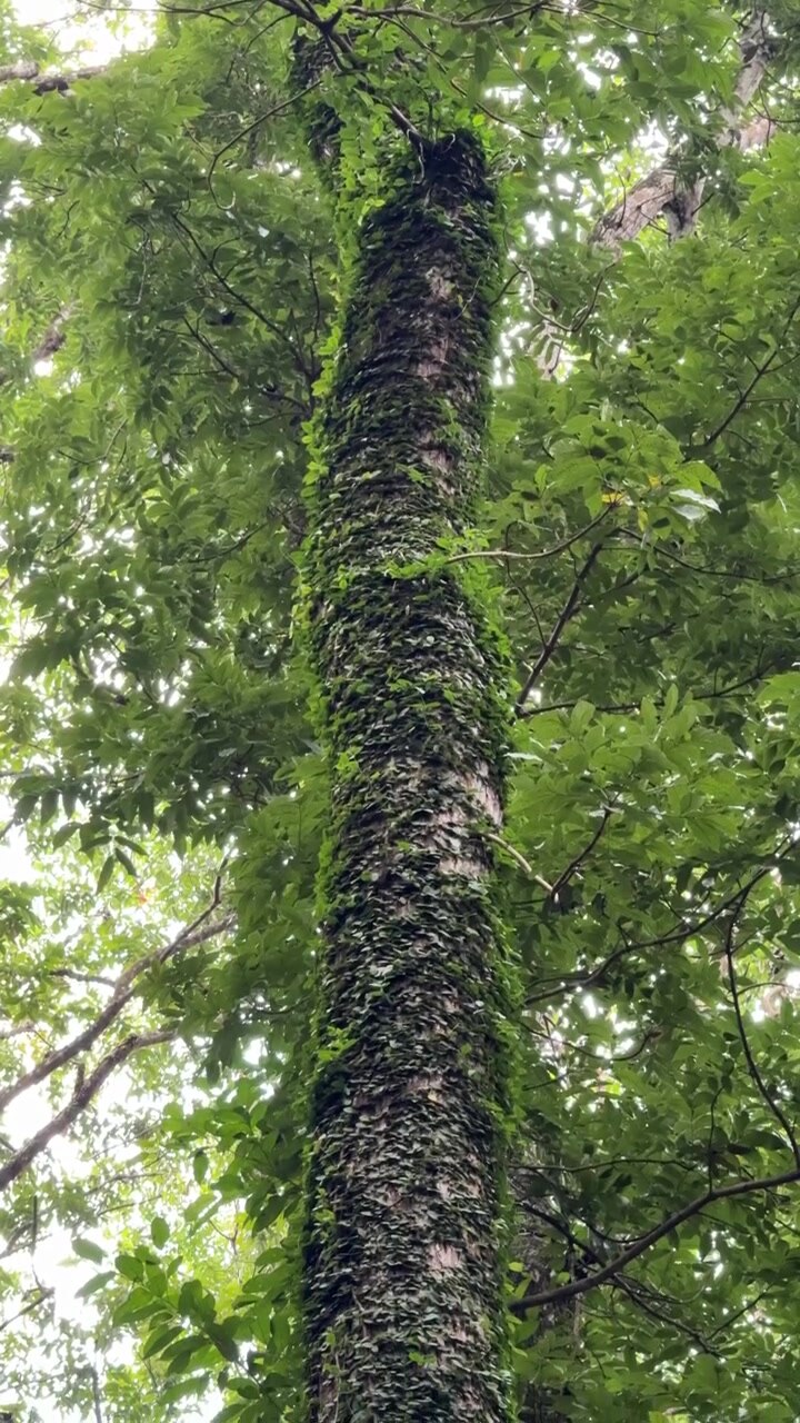 Tronco d'albero coperto d'edera in una lussureggiante foresta verde