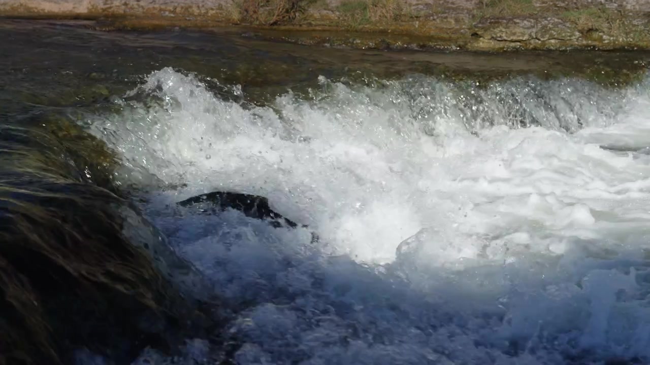 Un salmone reale compie un salto aereo attraverso l'acqua di fiume a cascata, ripreso al rallentatore. Il dettaglio mostra la curvatura del corpo del pesce e la texture della schiuma turbolenta sottostante.