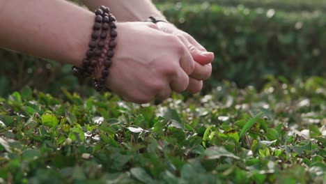 manos recogiendo hojas de té en una plantación de té