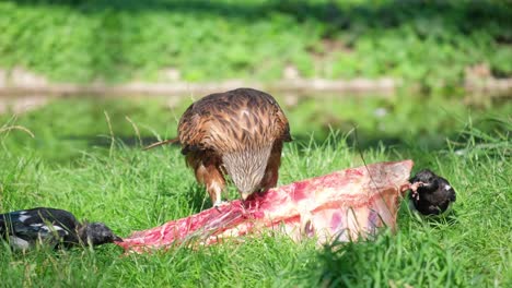 red kite eating meat with magpies