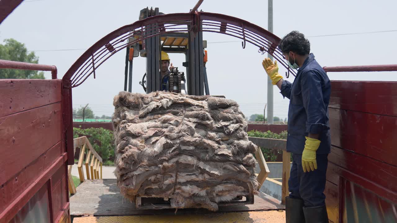 Forklift loading bundled animal hides onto a truck for transport