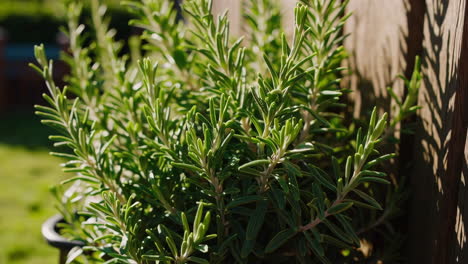 fresh rosemary plant growing next to a wooden fence