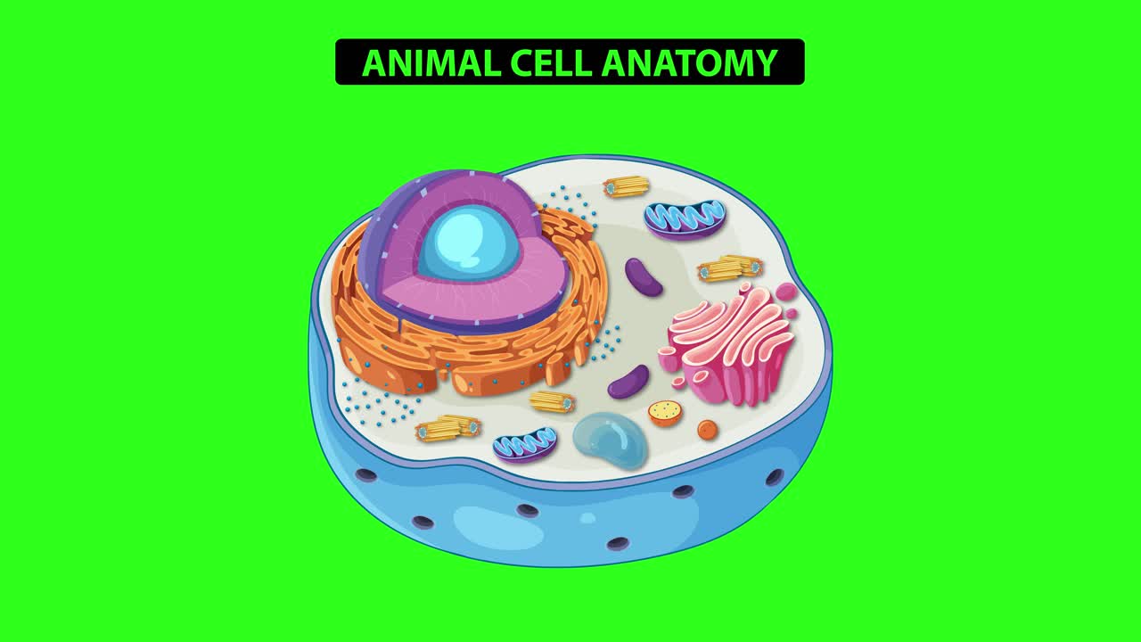 Animation illustrating animal cell anatomy with labeled organelles, vibrant colors, and smooth transitions on a green background