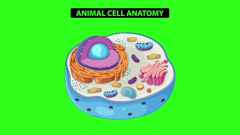 Animation illustrating animal cell anatomy with labeled organelles, vibrant colors, and smooth transitions on a green background