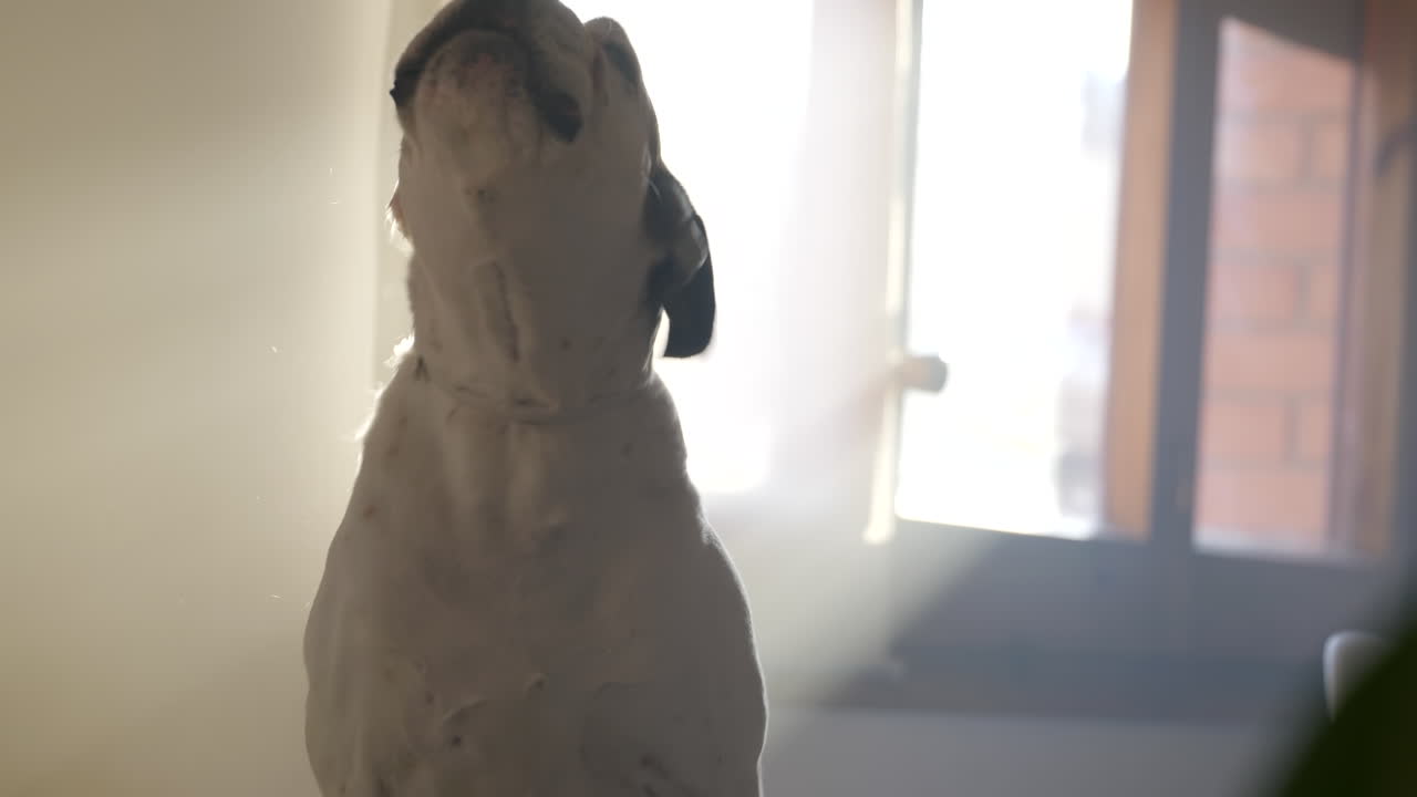 치료를 위해 짖는 아름다운 흰색 국내 개와 주인이 하나를 제공합니다