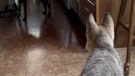 Baby-wolf-sitting-and-investigating-what-is-happening-in-the-kitchen