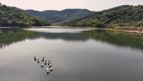 una familia de patos nadando en un tranquilo lago de montaña