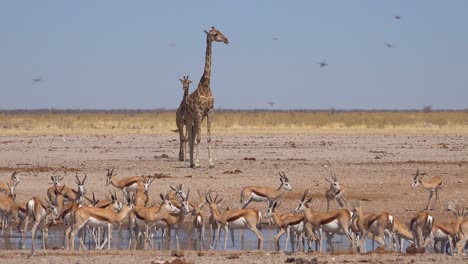 two giraffes wait at a watering hole with dozens of sprinkbok antelopes in foreground etosha national park namibia