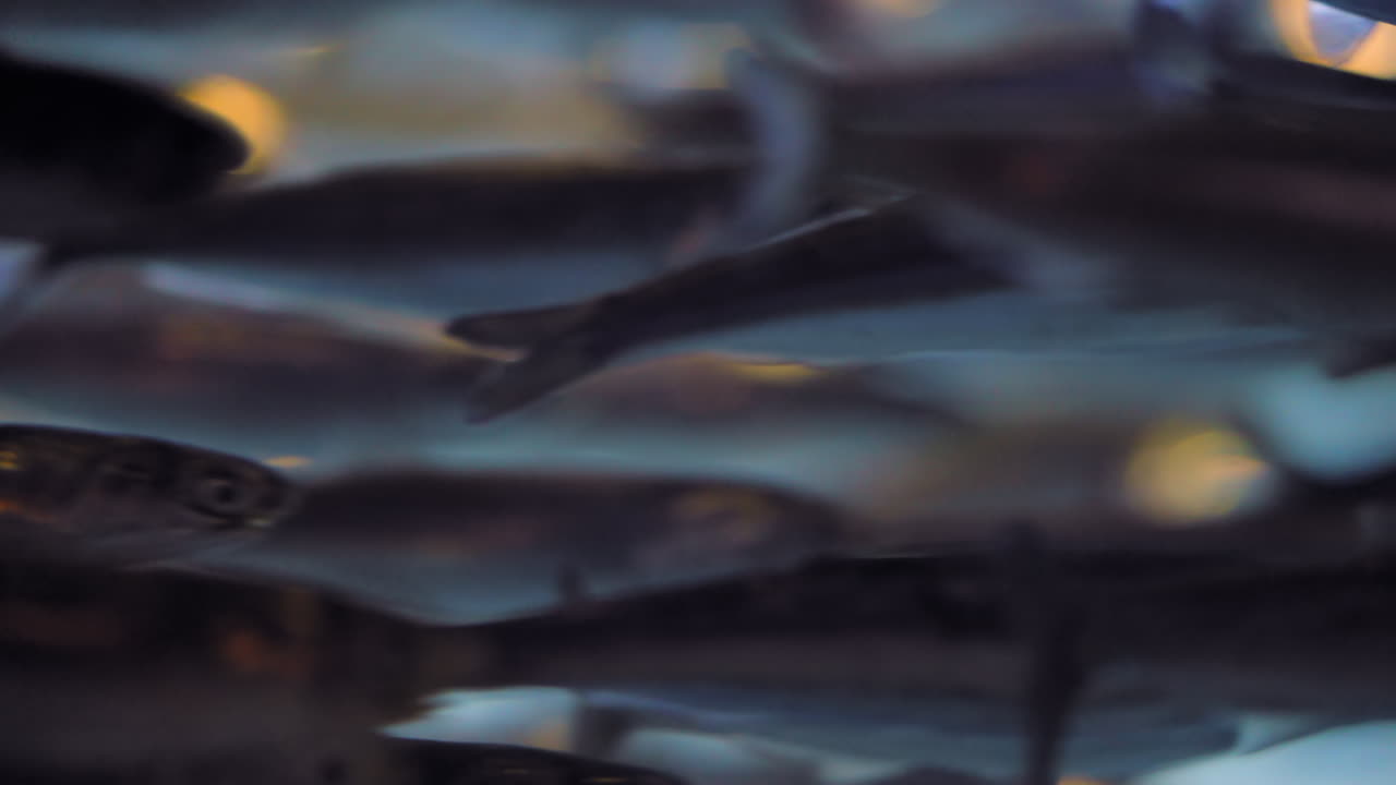 끝없는 북쪽 안초비 무리가 으로 움직이고 있습니다.